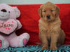 AKC Golden Retriever For Sale Holmesville, OH Male - Hank
