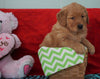 AKC Golden Retriever For Sale Holmesville, OH Male - Hank