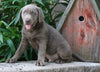 AKC Registered Silver Labrador Retriever For Sale Sugarcrek, OH Male- River