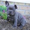 AKC Registered French Bulldog For Sale Millersburg, OH Male- Snickers