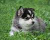 Mini Pomsky For Sale Sugarcreek, OH Male- Frankie