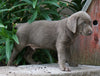 AKC Registered Silver Labrador Retriever For Sale Sugarcrek, OH Male- River