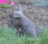 AKC Registered French Bulldog For Sale Millersburg, OH Male- Snickers