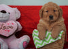 AKC Golden Retriever For Sale Holmesville, OH Male - Hank