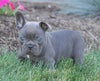 AKC Registered French Bulldog For Sale Millersburg, OH Male- Snickers