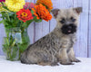 AKC Registered Cairn Terrier For Sale Millersburg, OH Female- Chloe