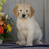 Goldendoodle (Standard) For Sale Millersburg, OH Female- Sprinkles