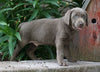 AKC Registered Silver Labrador Retriever For Sale Sugarcrek, OH Male- River