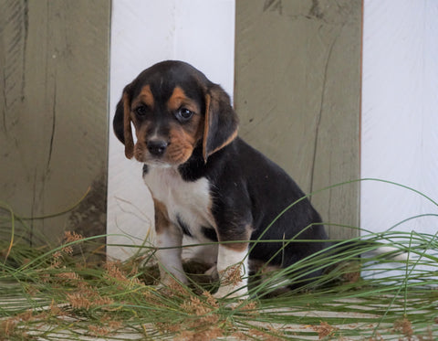 Beagle For Sale Fresno, OH Male- Joey