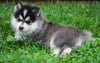 Mini Pomsky For Sale Sugarcreek, OH Male- Frankie