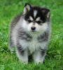 Mini Pomsky For Sale Sugarcreek, OH Male- Frankie