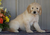 Goldendoodle (Standard) For Sale Millersburg, OH Female- Sprinkles