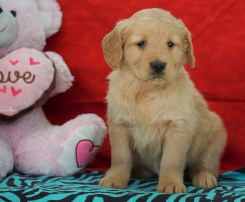 AKC Golden Retriever For Sale Holmesville, OH Female - Gracie