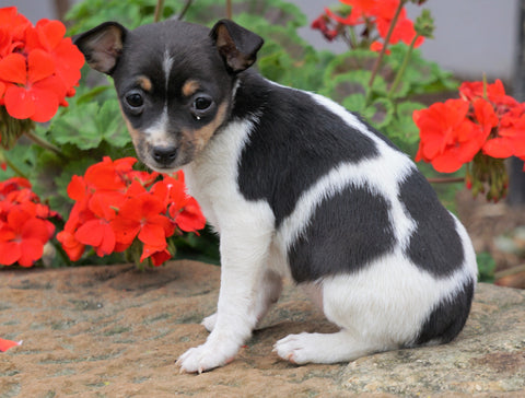 Toy Fox Terrier Puppy For Sale Applecreek, OH Female - Minnie