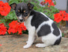 Toy Fox Terrier Puppy For Sale Applecreek, OH Female - Minnie