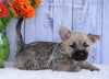 AKC Registered Cairn Terrier For Sale Millersburg, OH Female- Kara