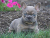 AKC Registered French Bulldog For Sale Millersburg, OH Male- Twix