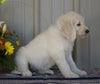 Goldendoodle (Standard) For Sale Millersburg, OH Female- Misty