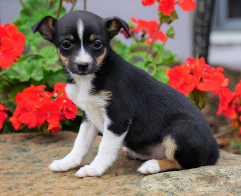Toy Fox Terrier Puppy For Sale Applecreek, OH Female - Missy