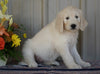 Goldendoodle (Standard) For Sale Millersburg, OH Female- Misty