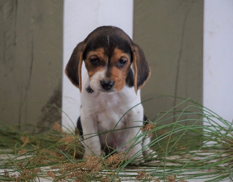 Beagle For Sale Fresno, OH Male- Jaxson