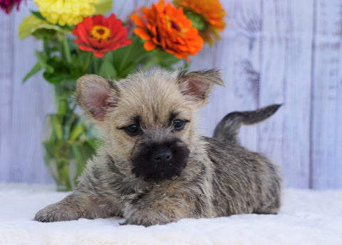 AKC Registered Cairn Terrier For Sale Millersburg, OH Female- Kara