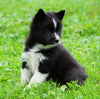 Mini Pomsky For Sale Sugarcreek, OH Male- Duke