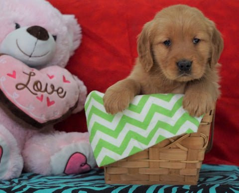 AKC Golden Retriever For Sale Holmesville, OH Female - Gigi