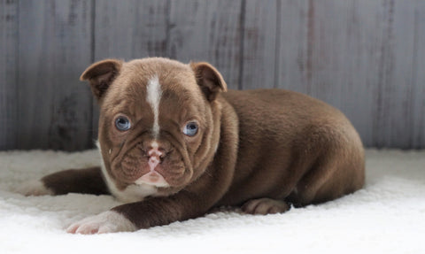 AKC Registered Boston Terrier For Sale Baltic, OH Male- Marshall