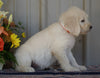 Goldendoodle (Standard) For Sale Millersburg, OH Female- Crystal