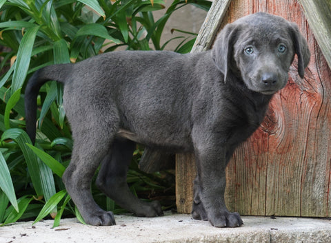 AKC Registered Charcoal Labrador Retriever For Sale Sugarcreek, OH Female- Violet