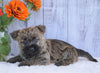 AKC Registered Cairn Terrier For Sale Millersburg, OH Male- Ricky