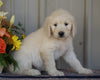 Goldendoodle (Standard) For Sale Millersburg, OH Female- Crystal