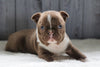 AKC Registered Boston Terrier For Sale Baltic, OH Male- Marshall