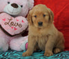 AKC Golden Retriever For Sale Holmesville, OH Female - Gigi