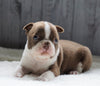 AKC Registered Boston Terrier For Sale Baltic, OH Male- Carter