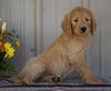 Goldendoodle (Standard) For Sale Millersburg, OH Male- Cinnamon