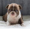 AKC Registered Boston Terrier For Sale Baltic, OH Female- Avery
