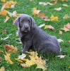 AKC Registered Silver Labrador Retreiver For Sale Sugarcreek, OH Male - Milo