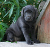AKC Registered Charcoal Labrador Retriever For Sale Sugarcreek, OH Female- Callie