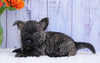 AKC Registered Cairn Terrier For Sale Millersburg, OH Female- Hailey