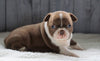 AKC Registered Boston Terrier For Sale Baltic, OH Female- Avery