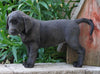 AKC Registered Charcoal Labrador Retriever For Sale Sugarcreek, OH Female- Callie