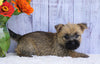 AKC Registered Cairn Terrier For Sale Millersburg, OH Female- Abby