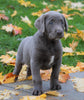 AKC Registered Silver Labrador Retreiver For Sale Sugarcreek, OH Male - Milo