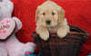 AKC Golden Retriever For Sale Holmesville, OH Male - Duke