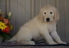 Goldendoodle (Standard) For Sale Millersburg, OH Male- Champ