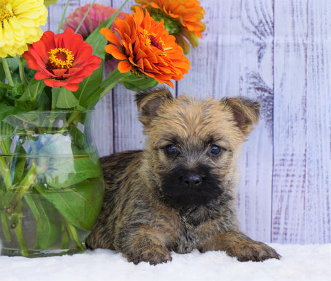 AKC Registered Cairn Terrier For Sale Millersburg, OH Female- Abby