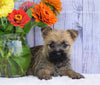 AKC Registered Cairn Terrier For Sale Millersburg, OH Female- Abby