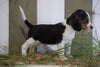 Beagle For Sale Fresno, OH Male- Max